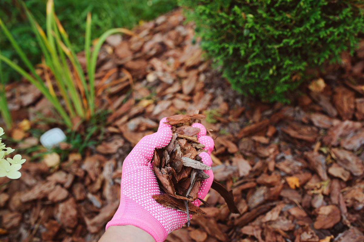 ¿Cómo usar Mulch en el jardín? Decora tu jardín con Mulch